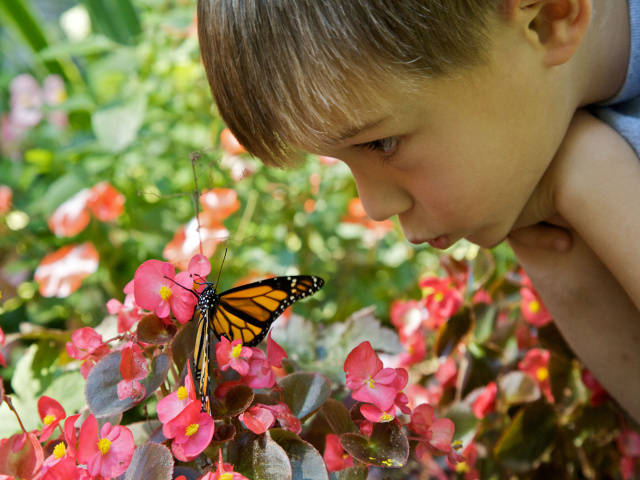 Boy_with_Monarch_Butterfly_(4731214604)